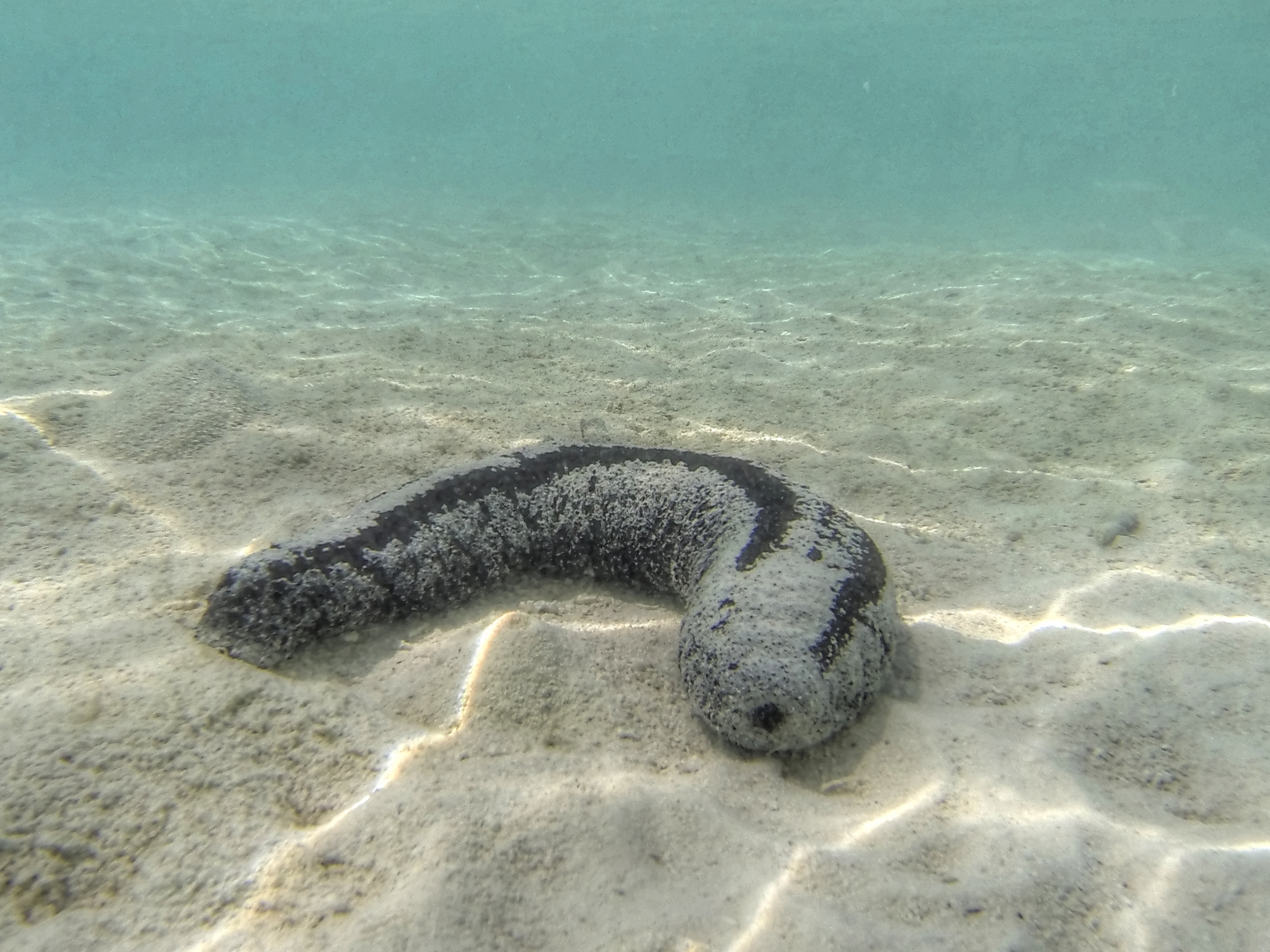 sea cucumber